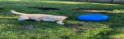 Golden Retriever dogs for sale: Biscuit - Ad 3