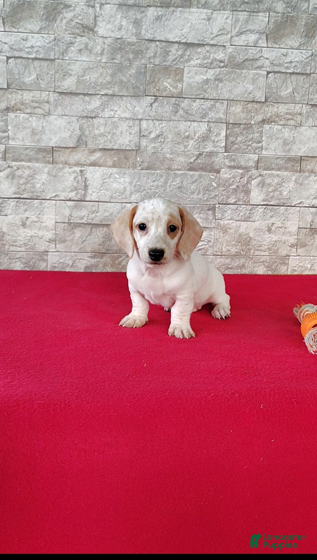 Miniature Dachshund dogs Frankie - Ad 25