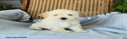 Maltipoo dogs for sale: Jamey - Ad 3