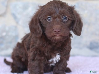 Doxiepoo dogs - Ad 5