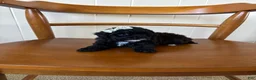Toy Poodle dogs for sale: Toy Poodle 1 - Ad 3