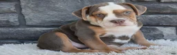 Beabull dogs for sale: Bonnie - Ad 1