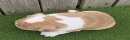 English Bulldog dogs for sale: Diesel - Ad 7