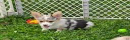 Welsh Corgi Pembroke dogs for sale: Stunning Stanley  - Ad 13
