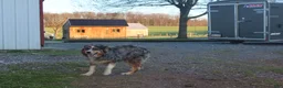 Australian Shepherd dogs for sale: Belle - Ad 5