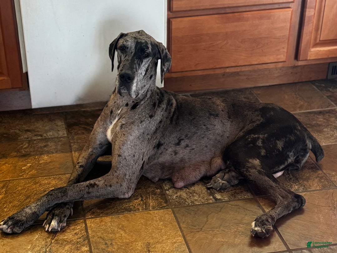 Gallery Image {{count}}