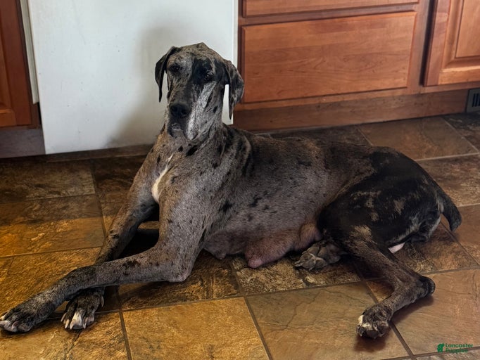 Gallery Image {{count}}