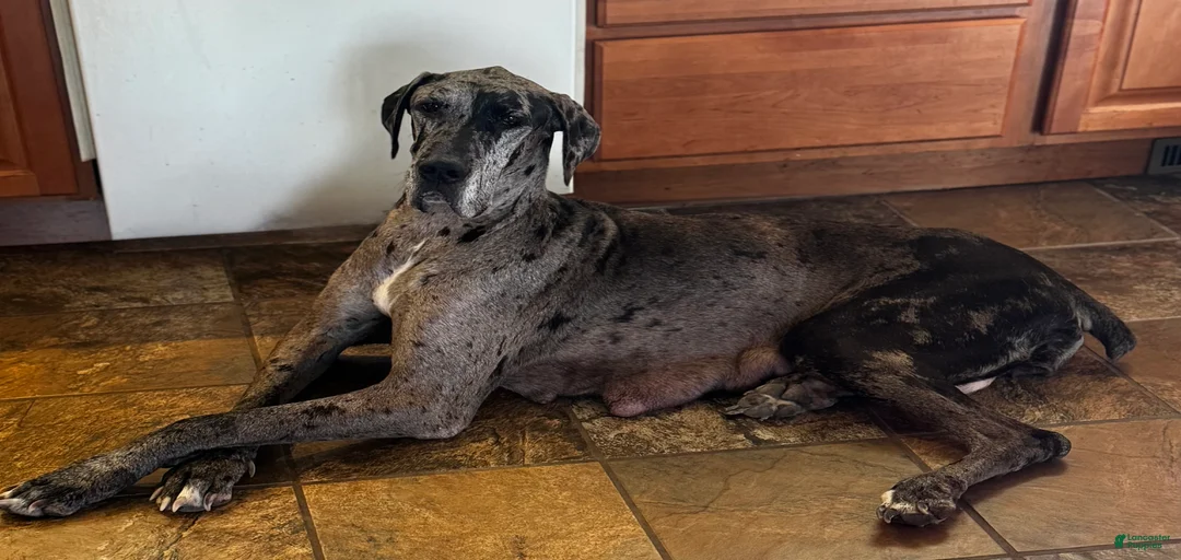 Gallery Image {{count}}