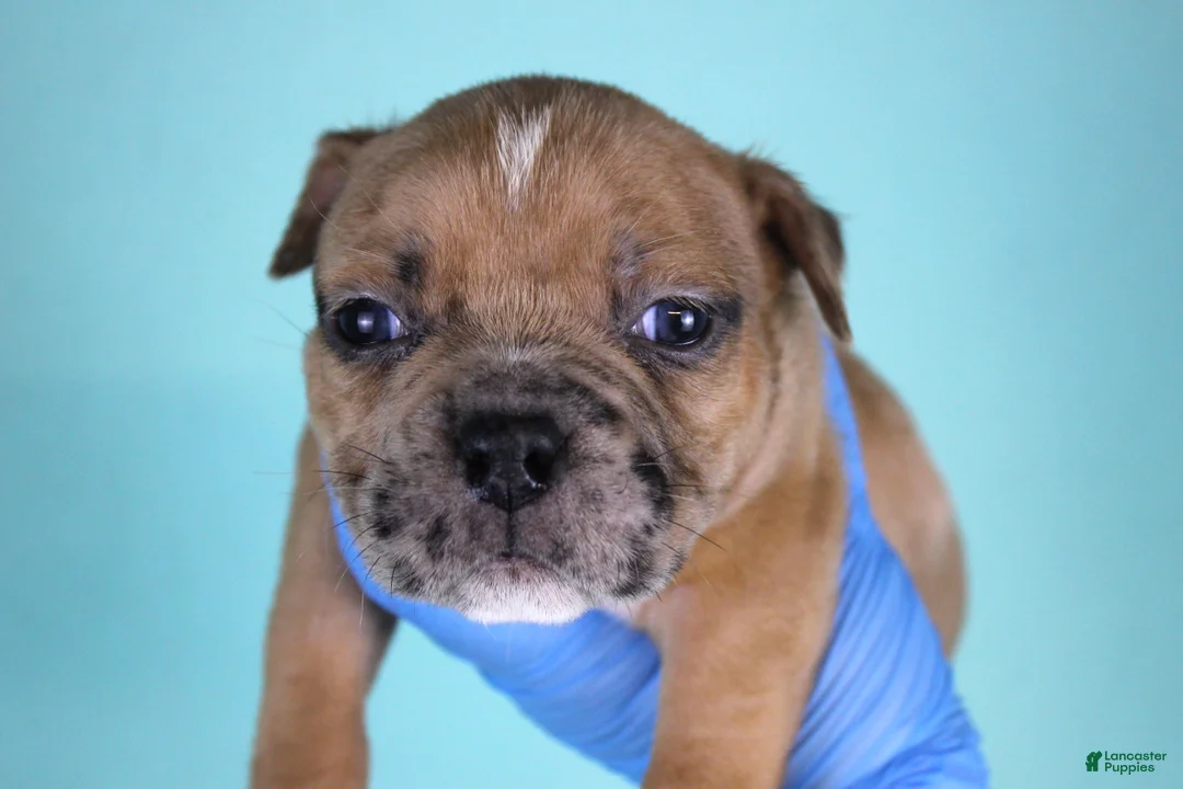 American Bully dogs for sale: Black Fawn Merle Female - Ad 2