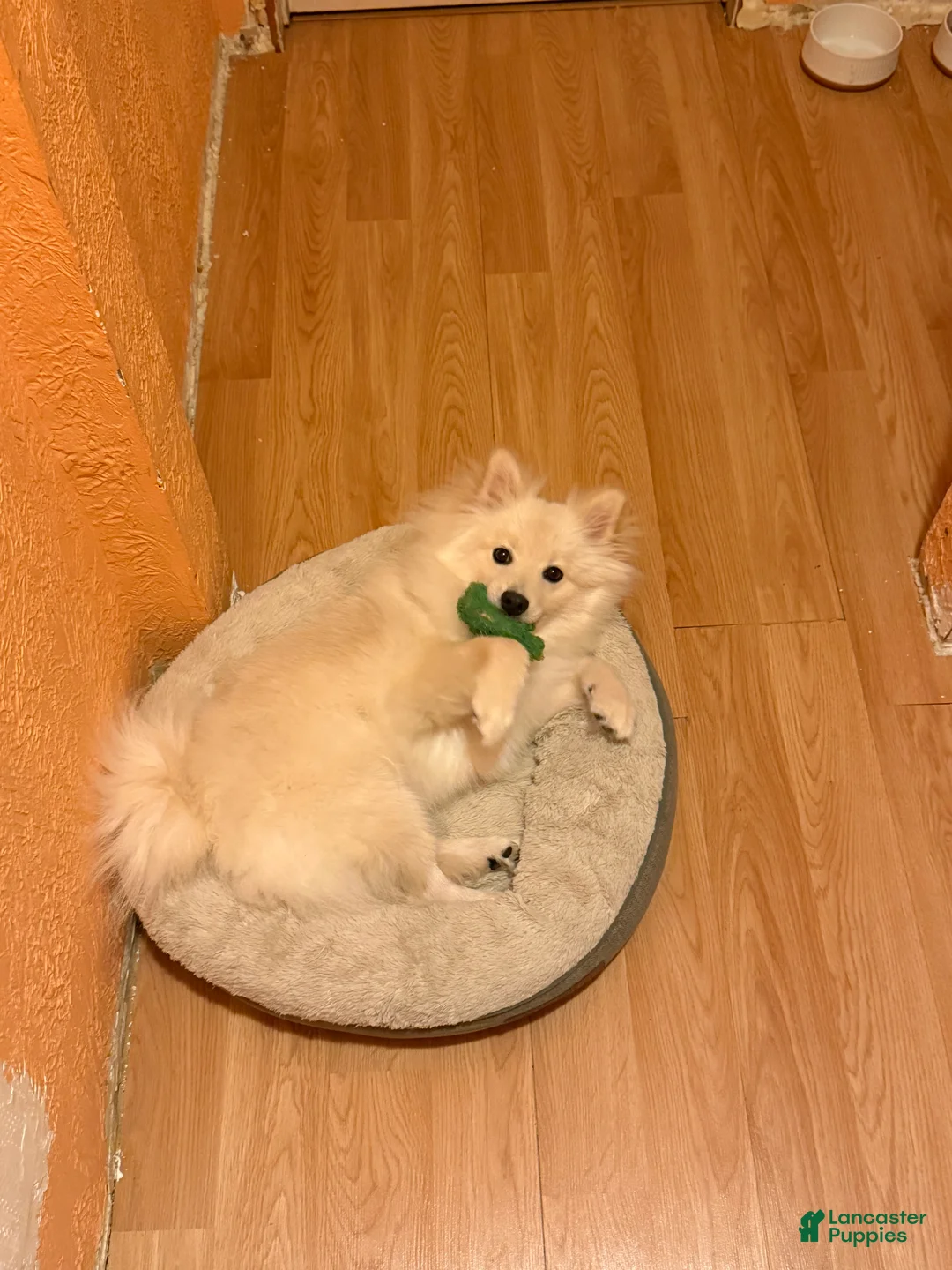 Mixed Breed dogs for sale: Mixed Breed Puppy 1 - Ad 4