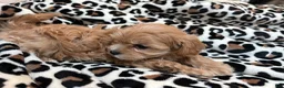Maltipoo dogs for sale: Cookie  - Ad 4
