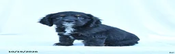 English Cocker Spaniel dogs for sale: Max - Ad 3