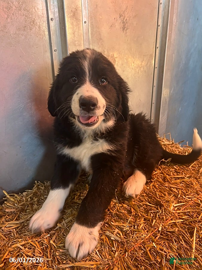 Mixed Breed dogs Rover - Ad 1