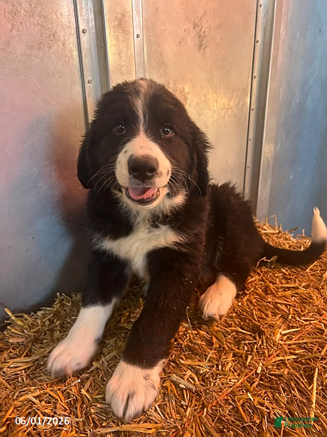 Mixed Breed dogs for sale: Rover - Ad 1