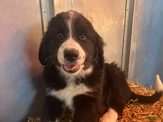 Mixed Breed dogs for sale: Rover - Ad 2
