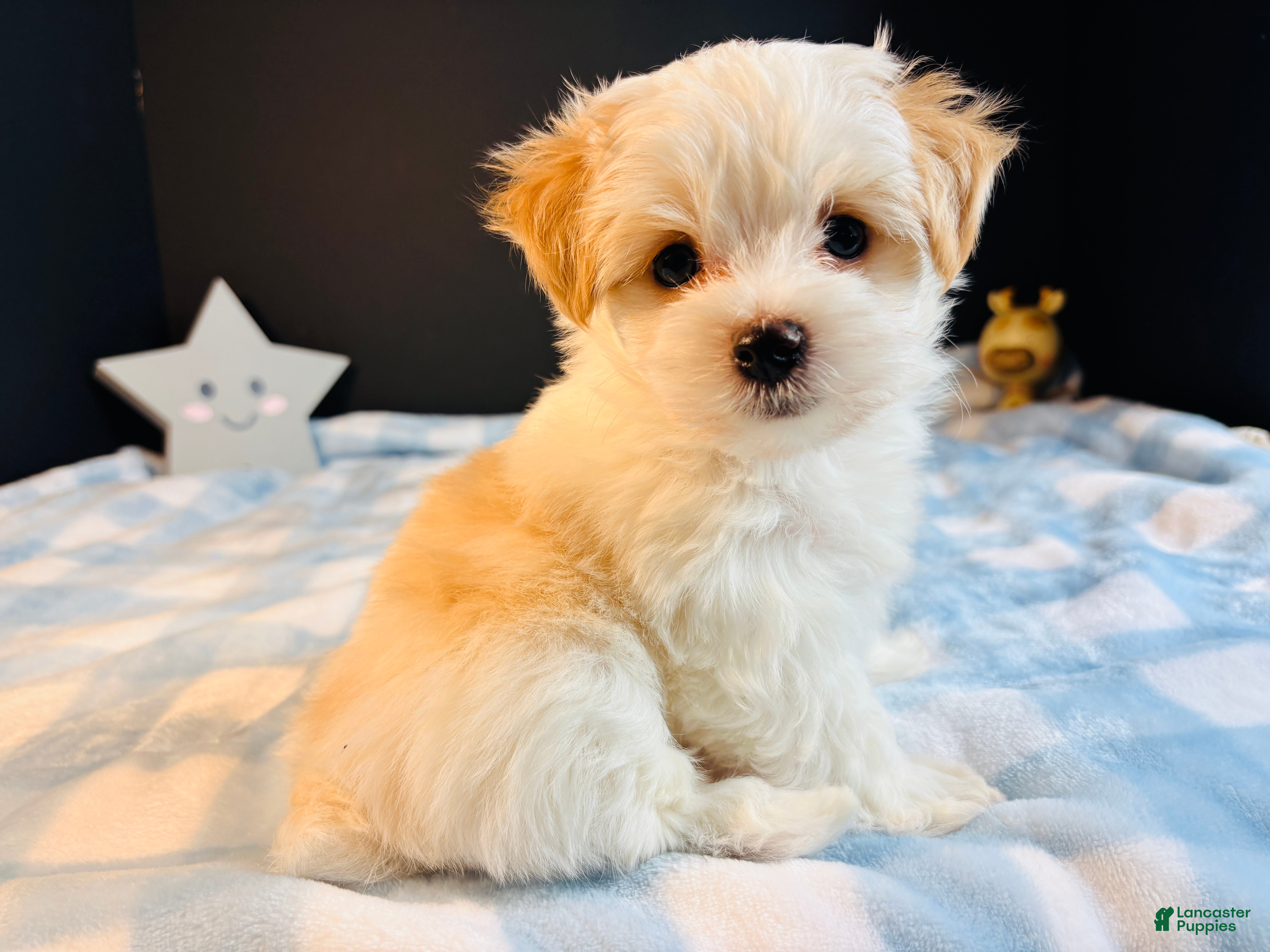 Morkie dogs Morkie 1 - Ad 1