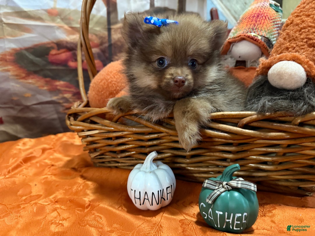 Pomeranian dogs for sale: Joy small - Ad 2