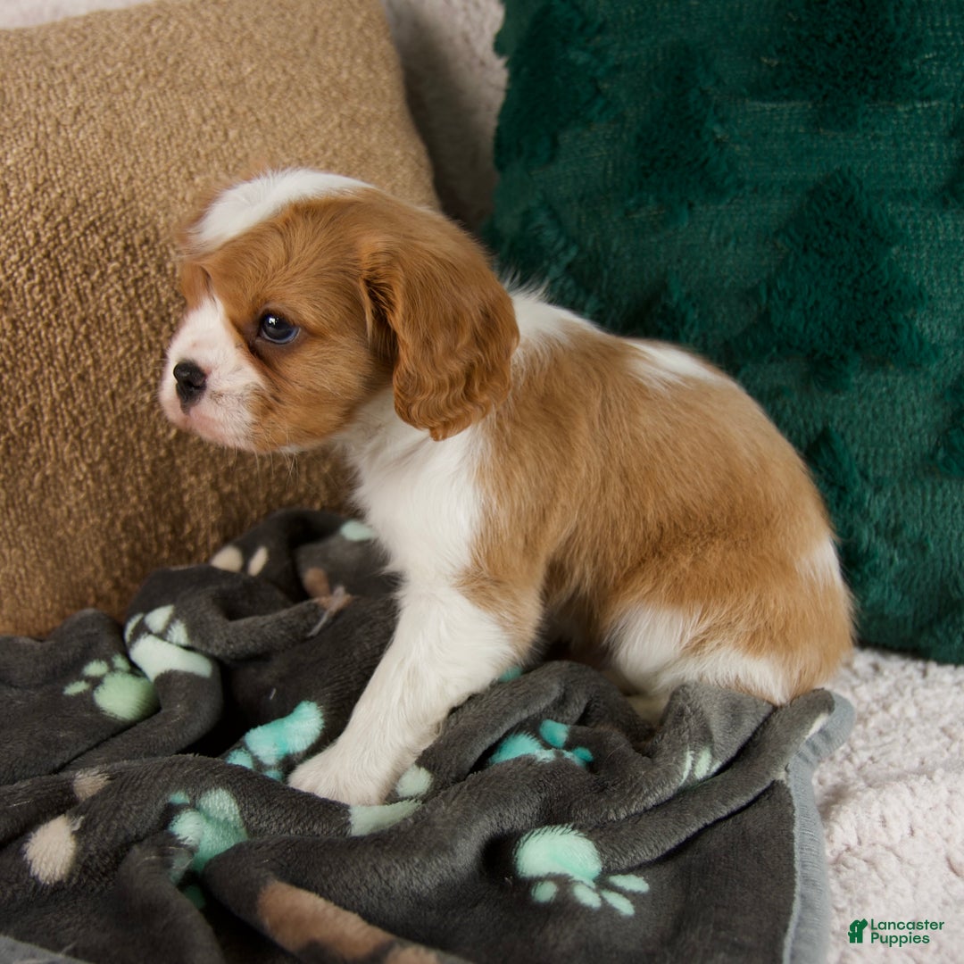 Cavalier King Charles Spaniel dogs for sale: Archie - Ad 4