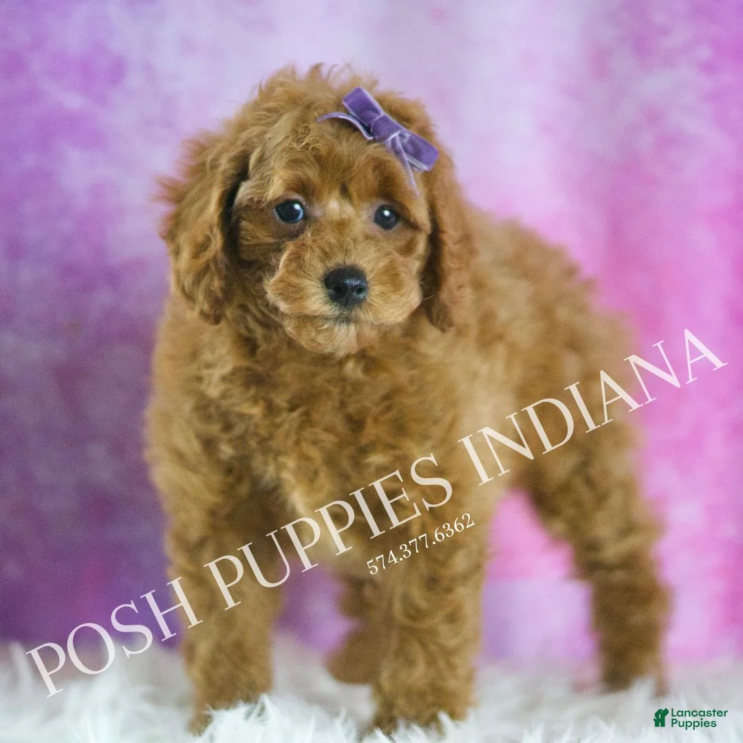 Toy Poodle dogs for sale: Rosie Roo - Ad 2