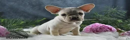 French Bulldog dogs for sale: Jasmine - Ad 10