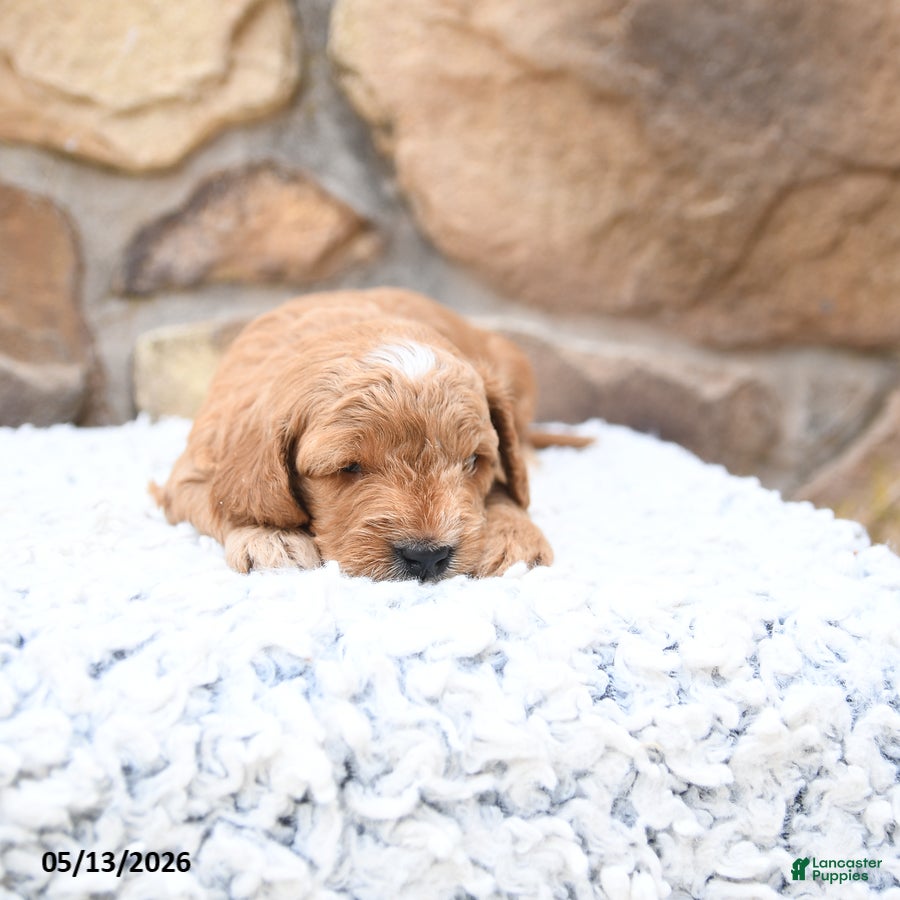 Cavapoo dogs Fido - Ad 2