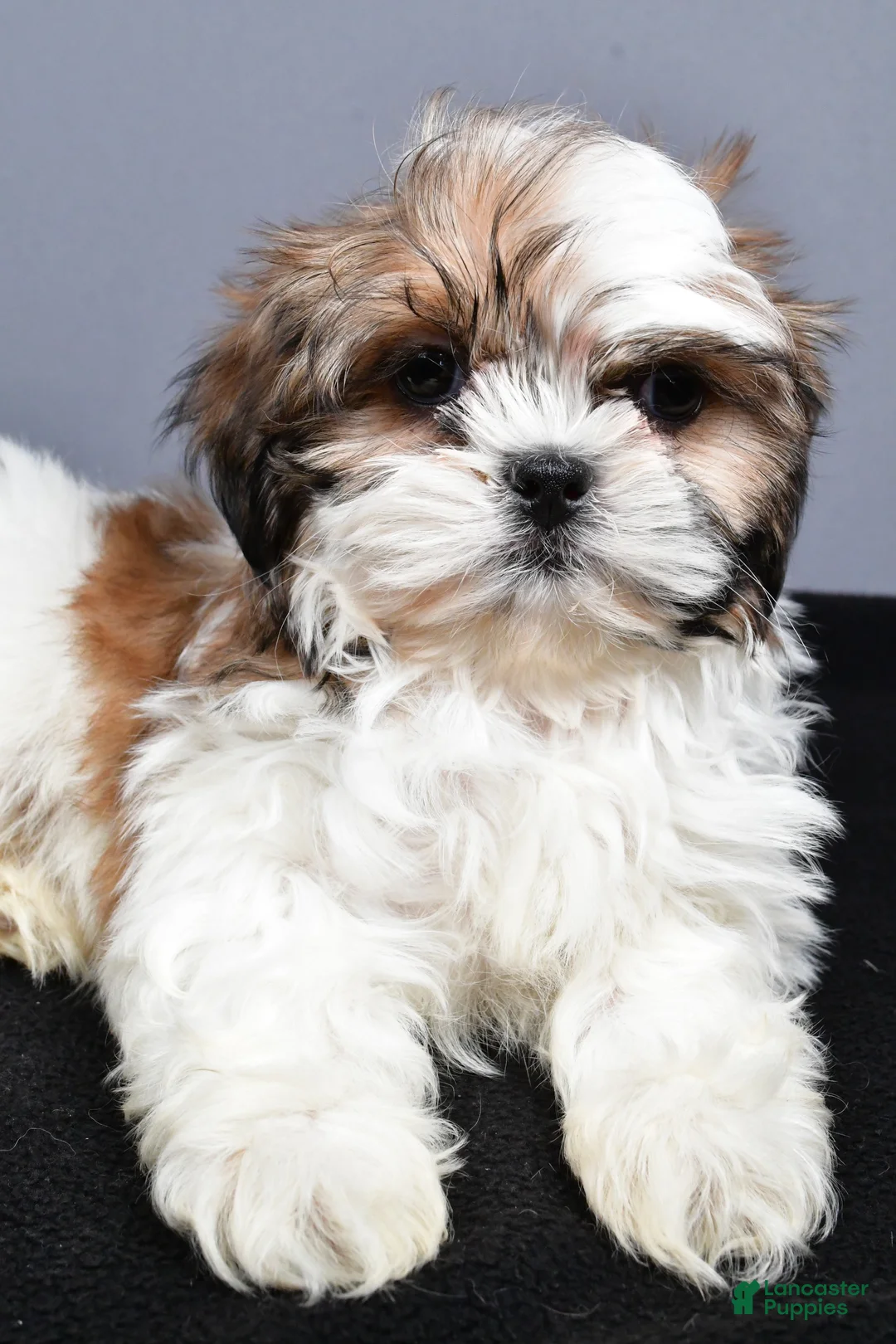 Shih Tzu dogs for sale: Flint - Ad 3