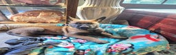 Belgian Malinois dogs for sale: Light Blue - Ad 3