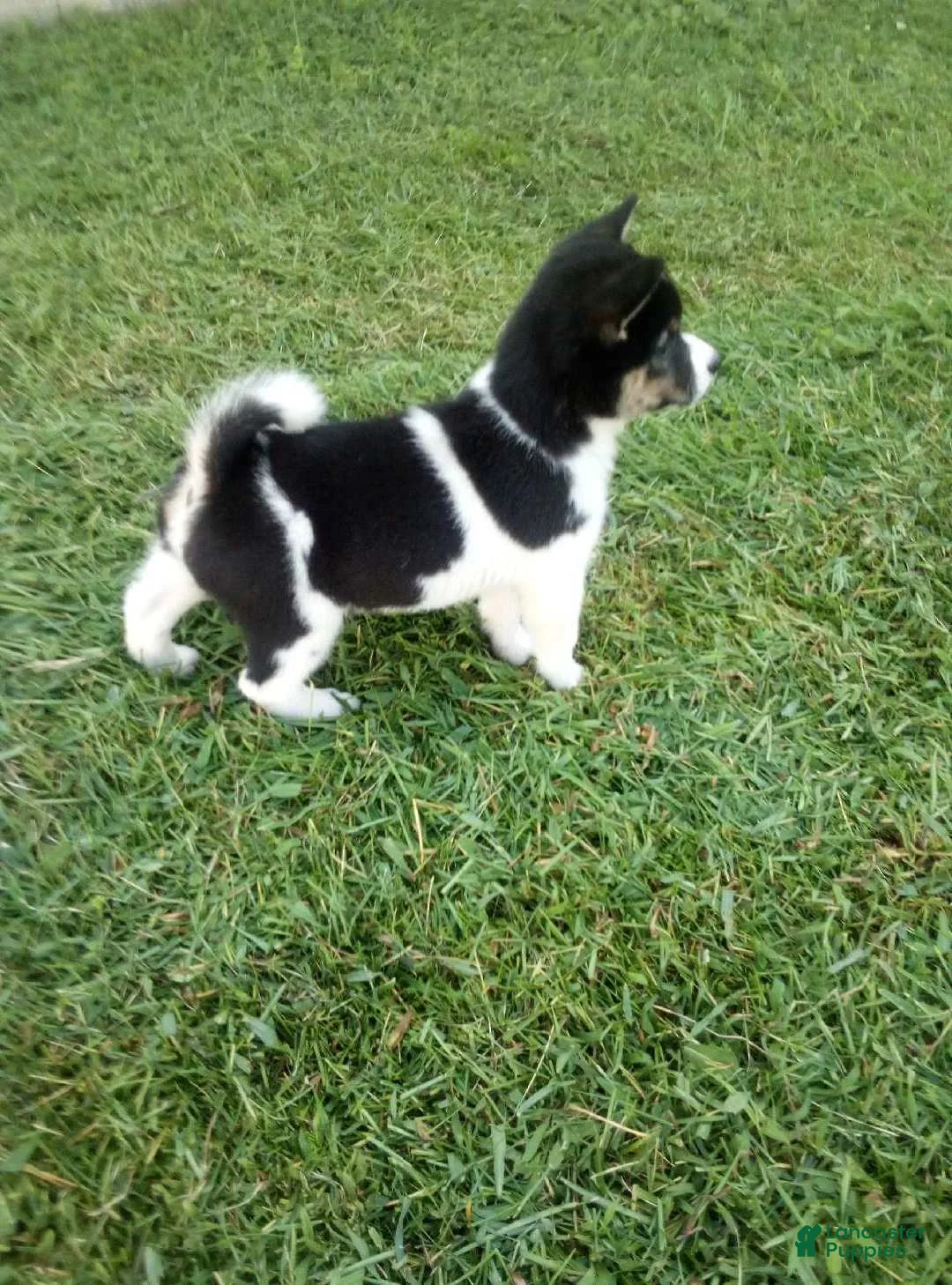 Shiba Inu dogs for sale: Shiba Inu 3 Jakey - Ad 2