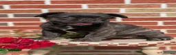 French Bulldog dogs for sale: Emmy - Ad 3