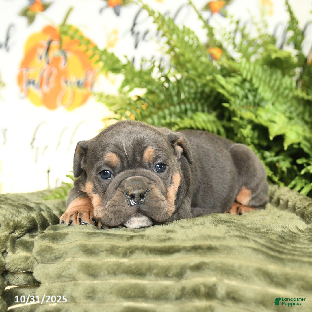 Mixed Breed dogs for sale: Malcolm - Ad 2