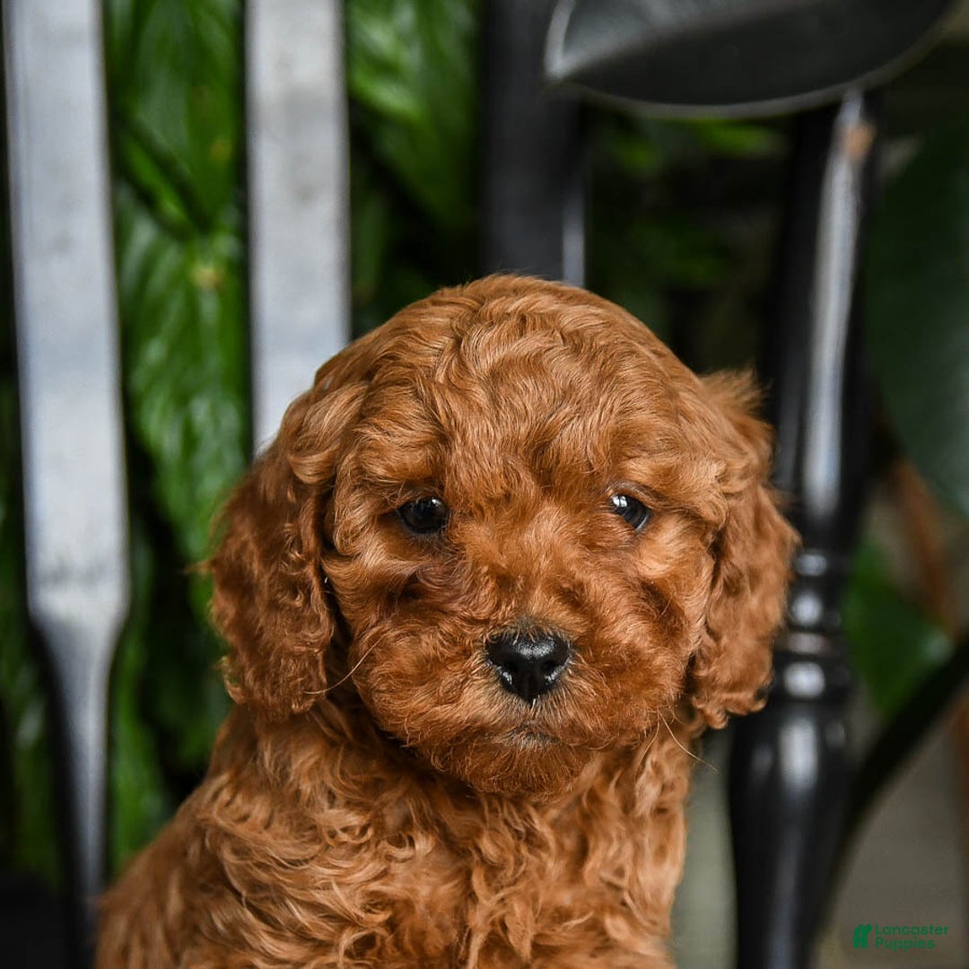 Cavapoo dogs for sale: Blaze - Ad 5