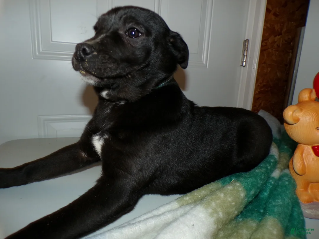 American Pit Bull Terrier dogs for sale: American Pit Bull Terrier Puppy 1 Leon - Ad 3