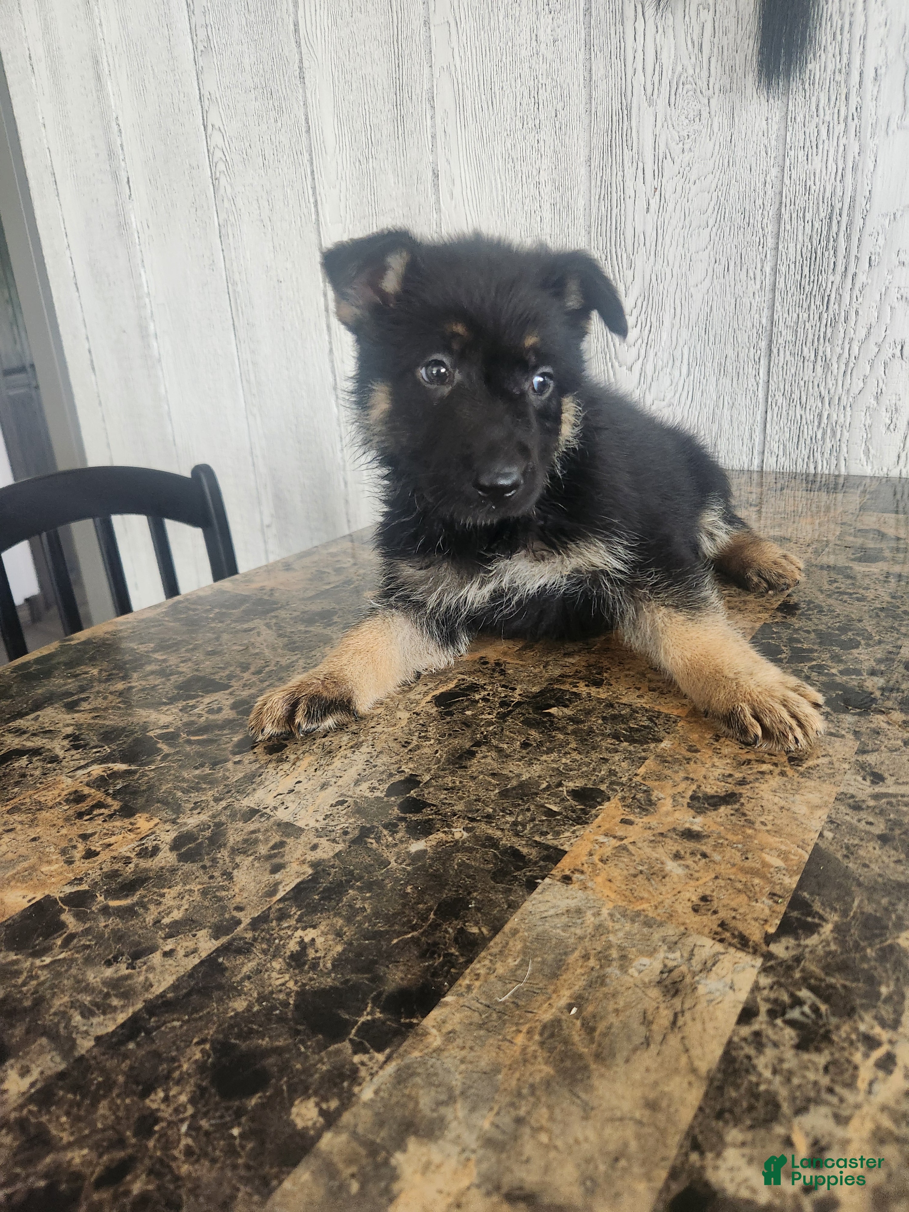 German Shepherd dogs Bella - Ad 1
