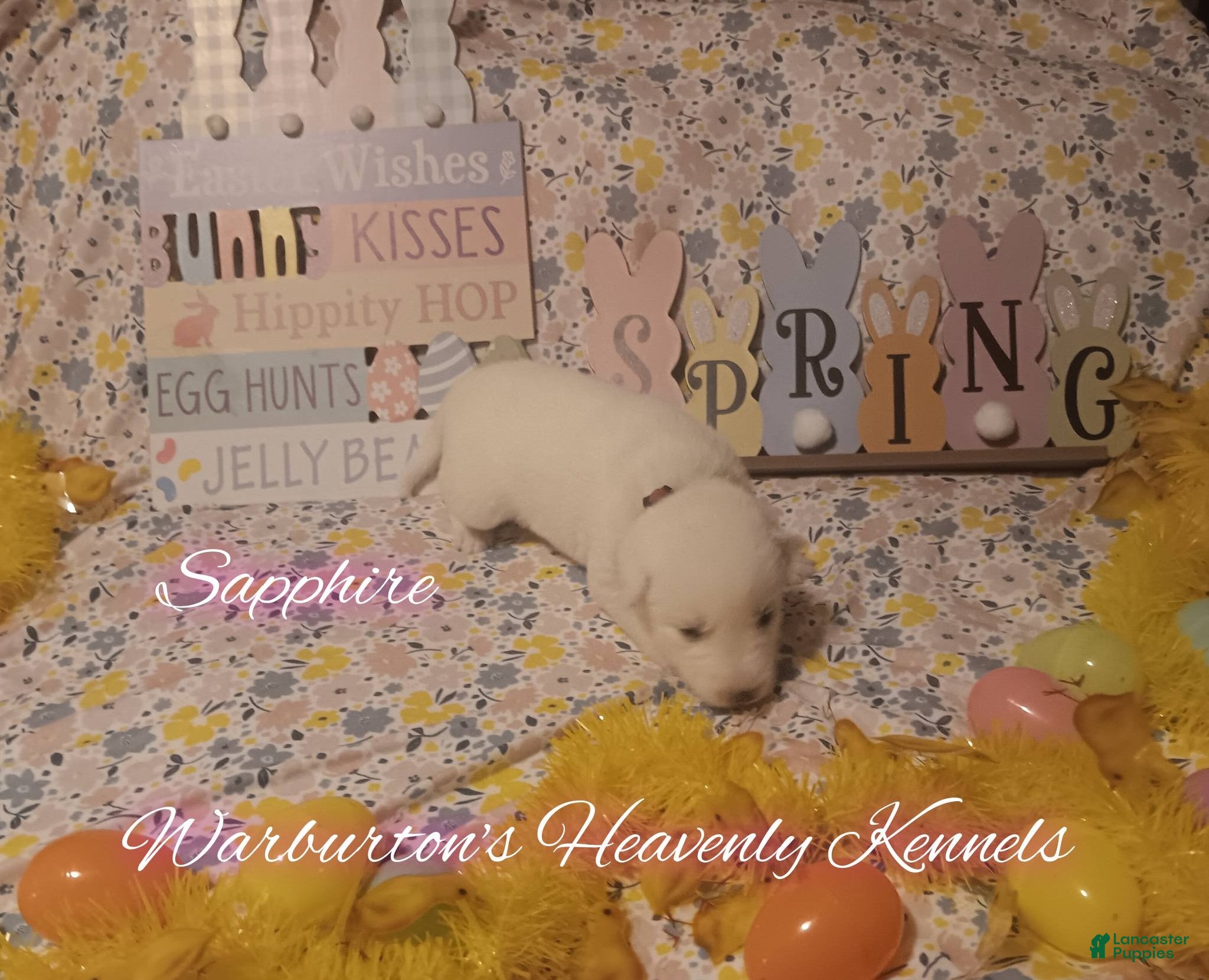 Siberian Husky dogs Siberian Husky Puppy 2 - Ad 6