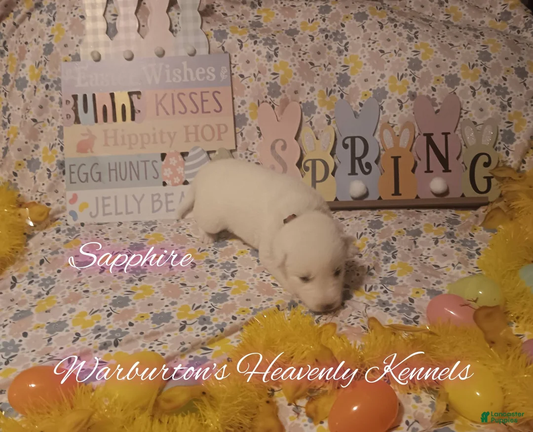 Siberian Husky dogs for sale: Siberian Husky Puppy 2 - Ad 1