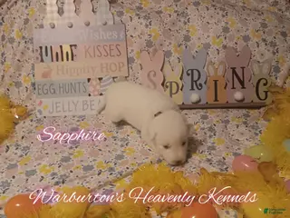 Siberian Husky dogs Siberian Husky Puppy 2 - Ad 20