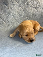 Golden Retriever dogs for sale: 7# Coyote - Ad 1