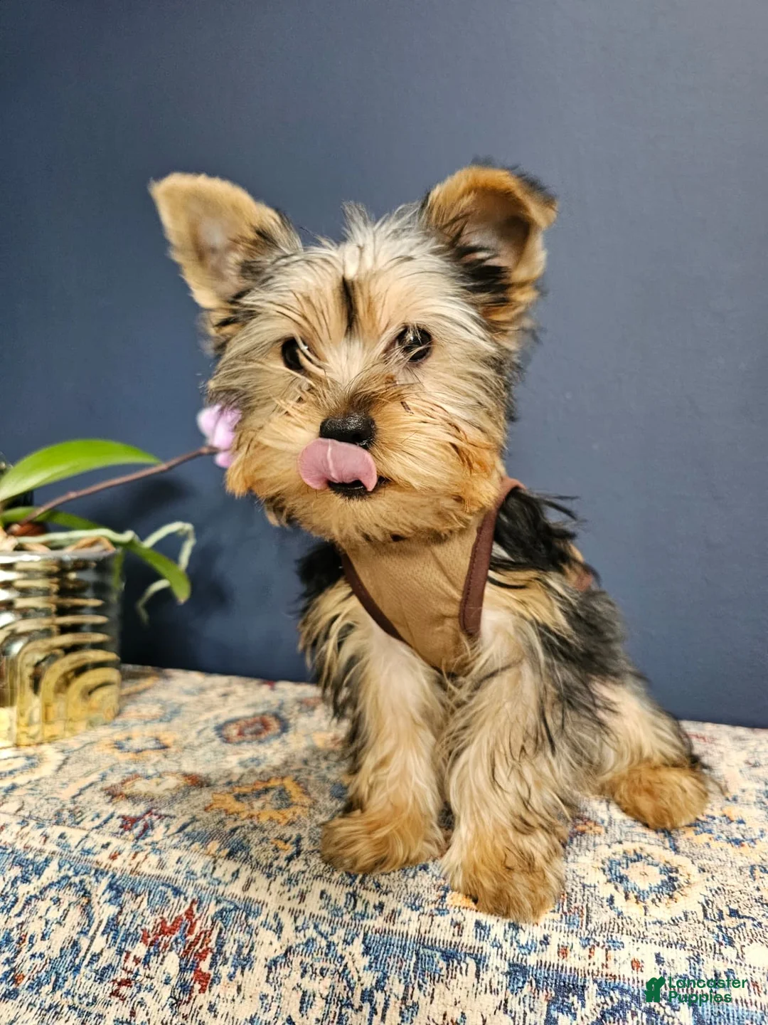 Yorkshire Terrier dogs for sale: Mr. Chocolate 🤎 - Ad 2