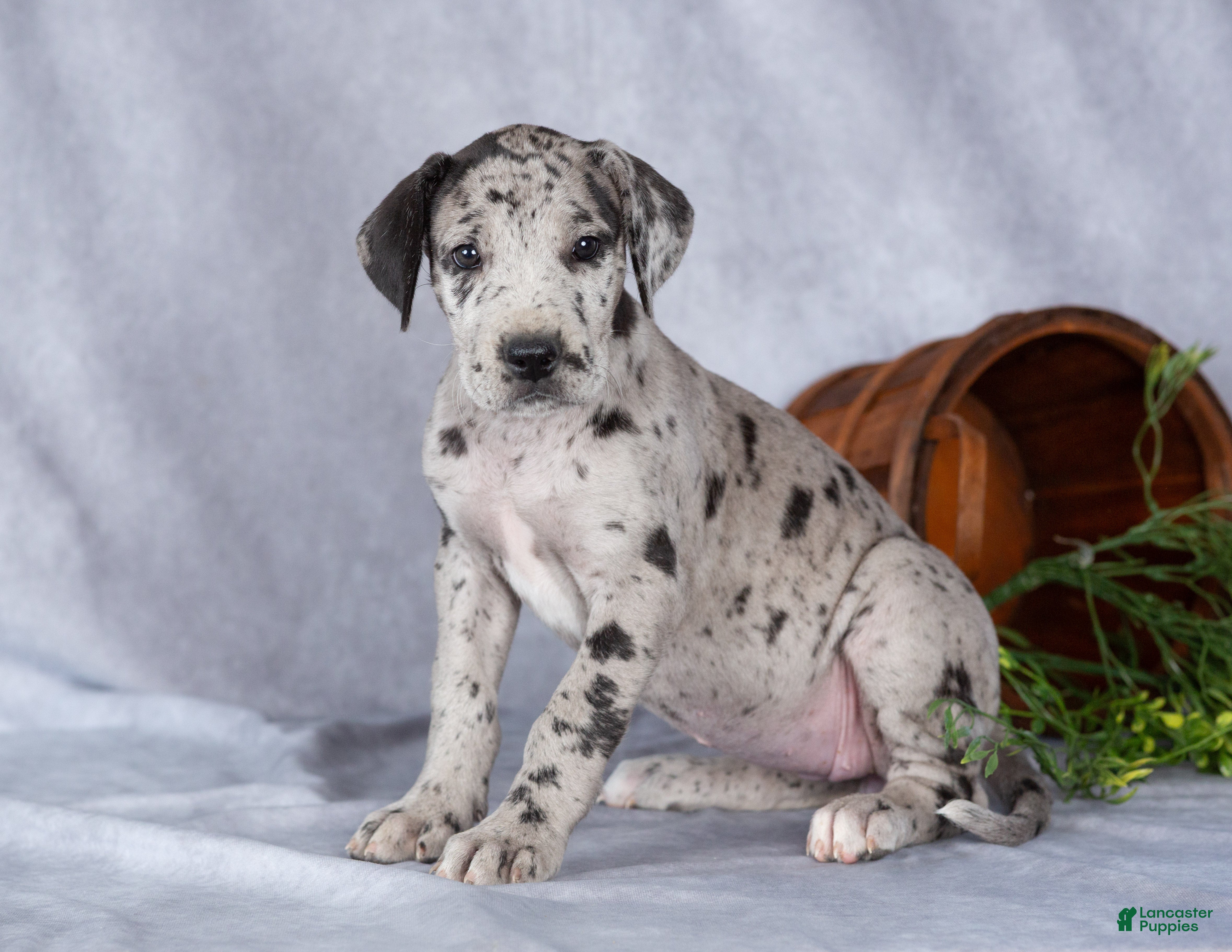 Great Dane dogs for sale: Melody - Ad 1