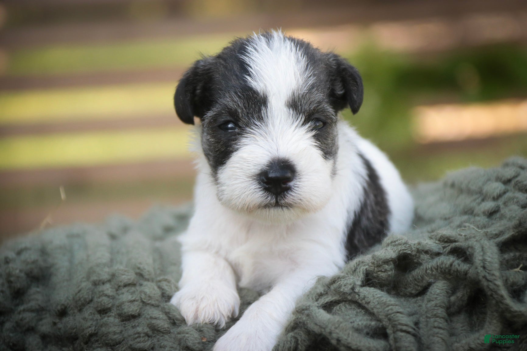 Miniature Schnauzer dogs Beauregard Miniature Schnauzer - Ad 1