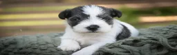 Miniature Schnauzer dogs for sale: Beauregard Miniature Schnauzer - Ad 1