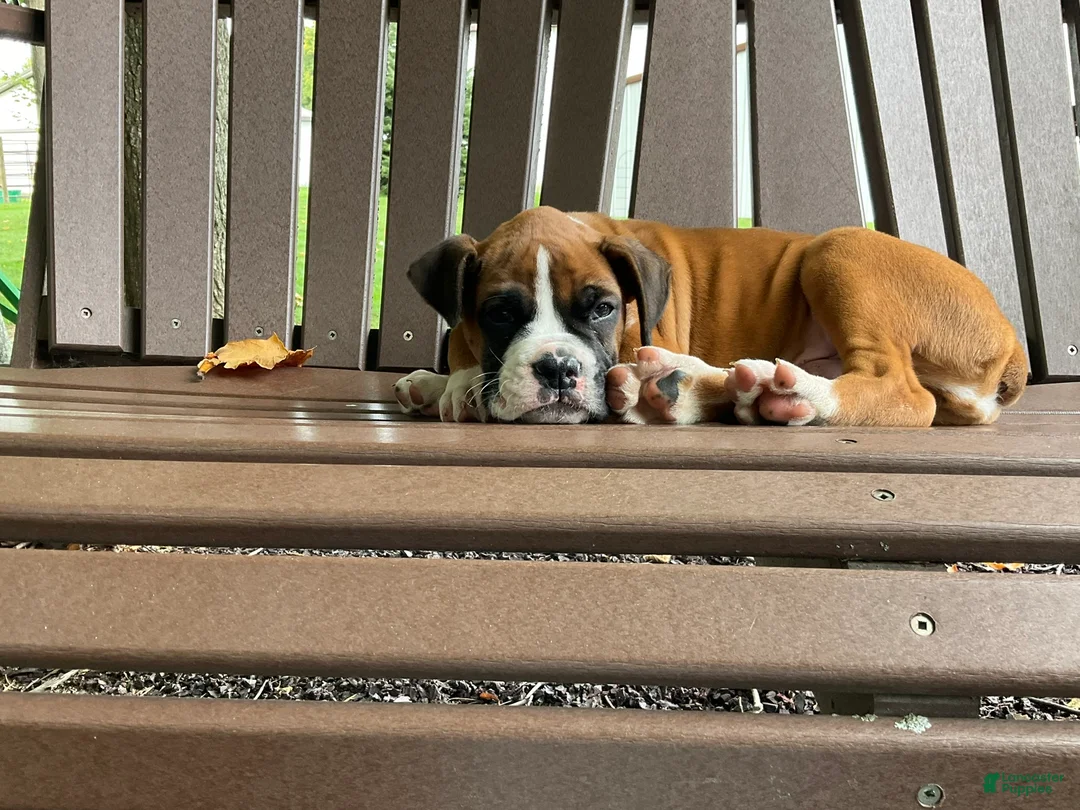 Boxer dogs for sale: Champ - Ad 1