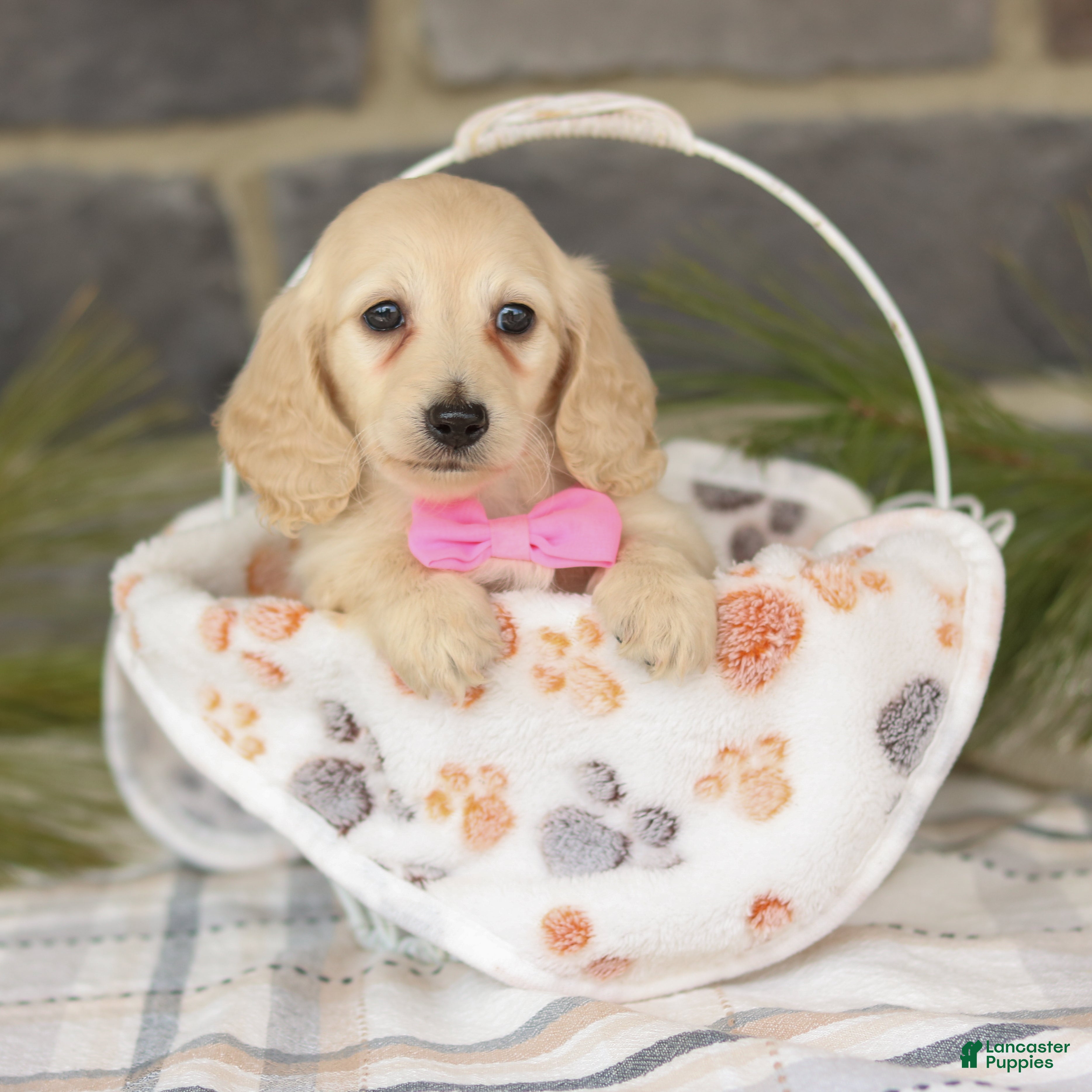 Miniature Dachshund dogs Bella  - Ad 1