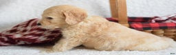Goldendoodle dogs for sale: Goldendoodle Puppy 6 - Ad 4