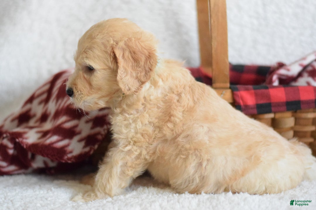 Goldendoodle dogs for sale: Goldendoodle Puppy 6 - Ad 4