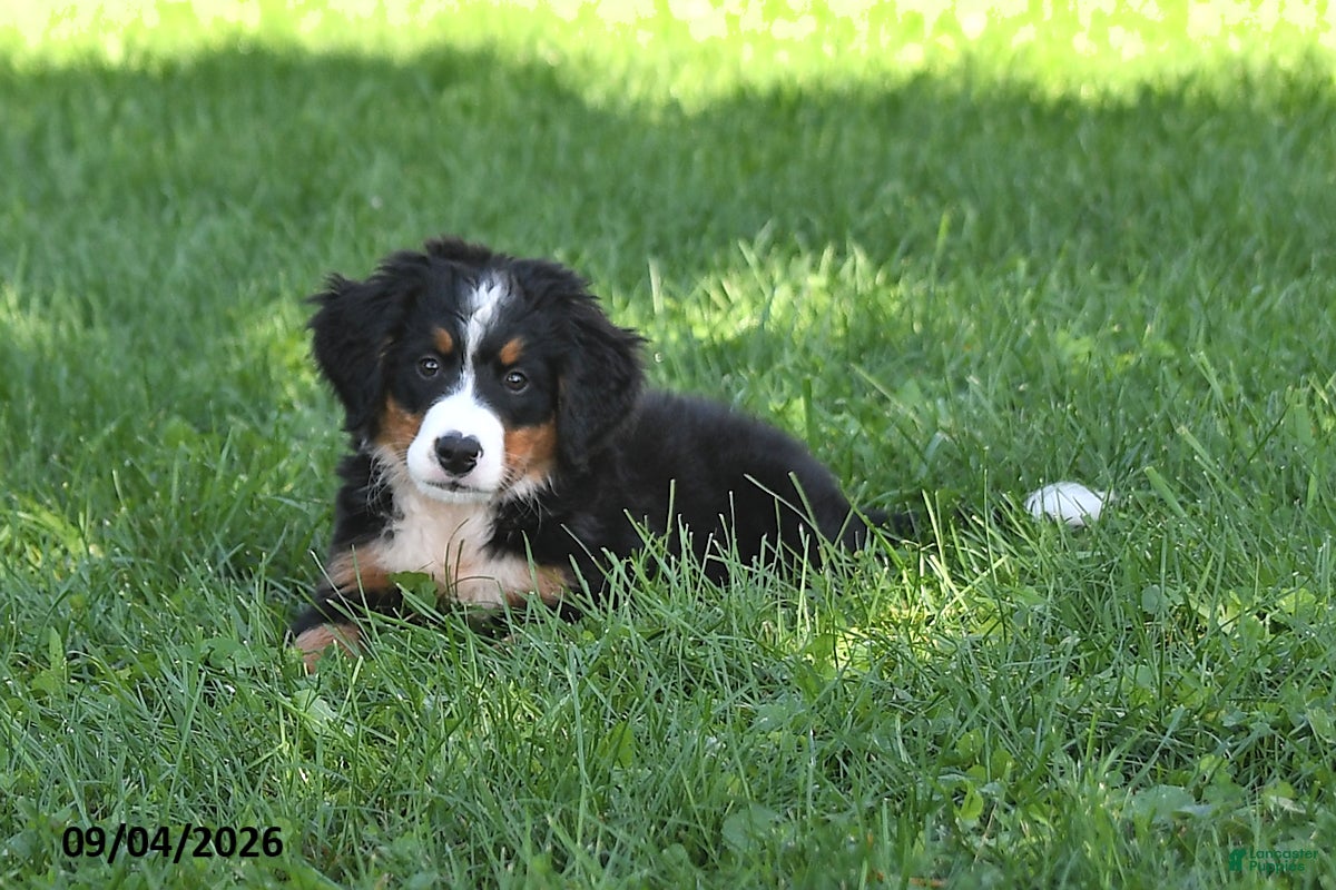 Bernese Mountain Dog dogs Cleo - Ad 1