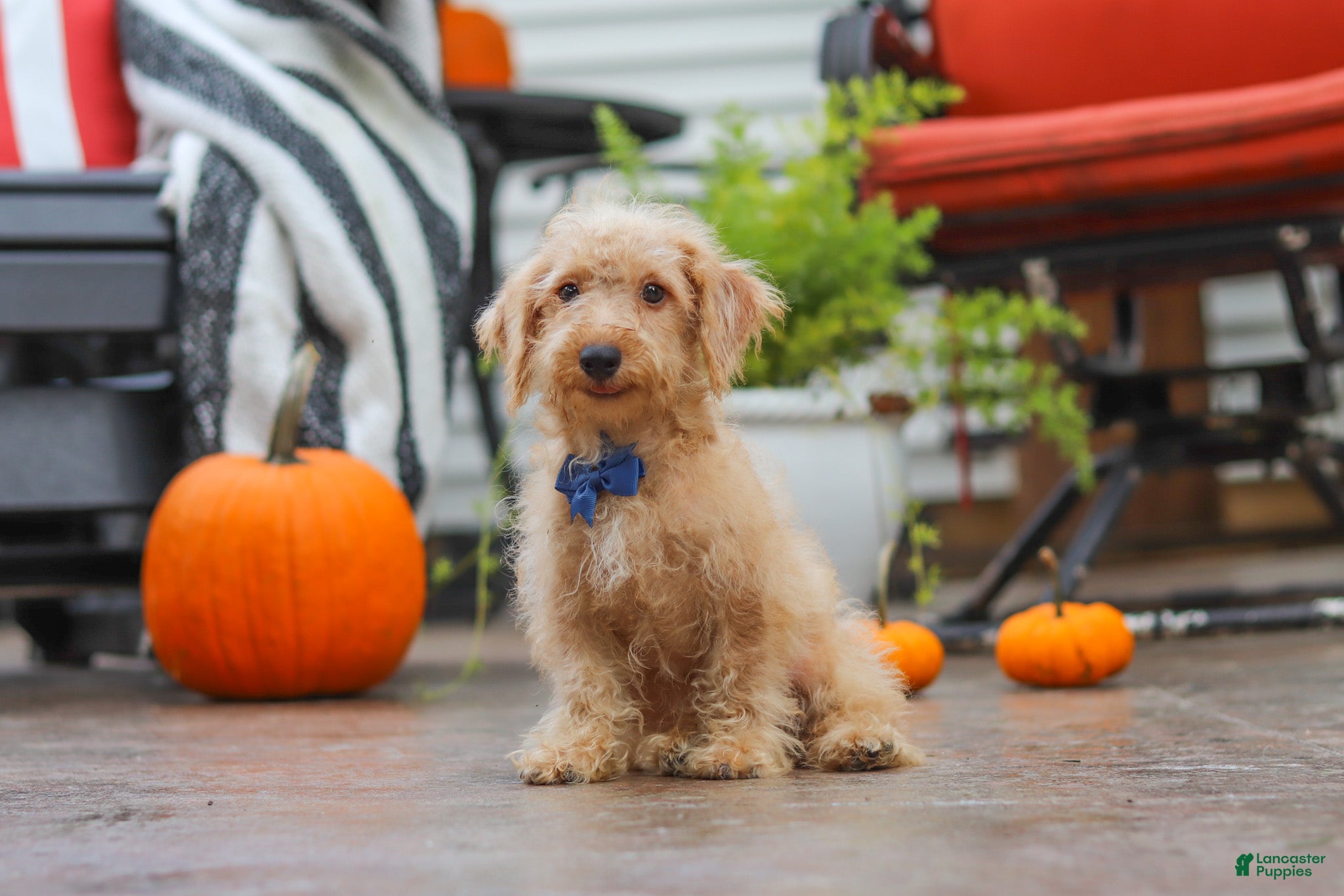 Schnoodle dogs for sale: Scout - Ad 2