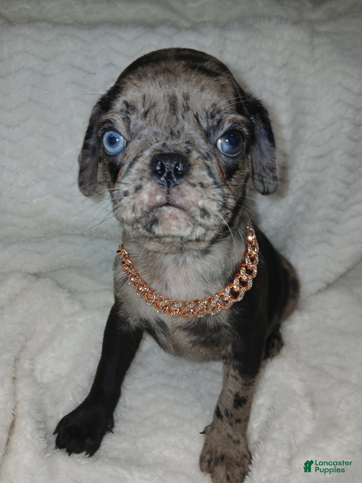 Pug dogs Pug Male 2 - Ad 3