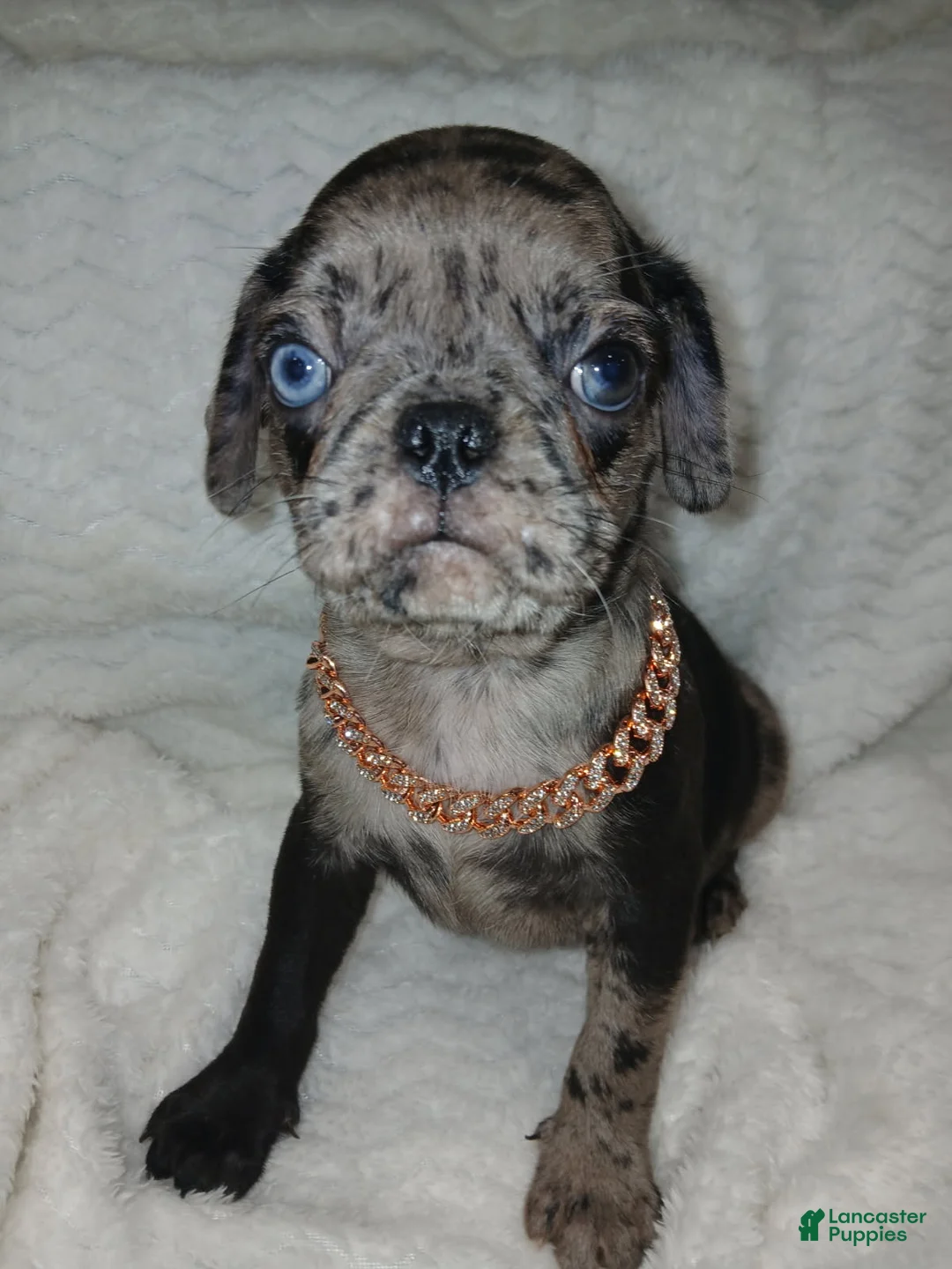 Pug dogs for sale: Pug Male 2 - Ad 1
