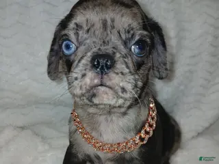 Pug dogs Pug Male 2 - Ad 3